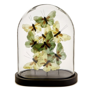 Flora and Fauna Butterflies in Oval Dome