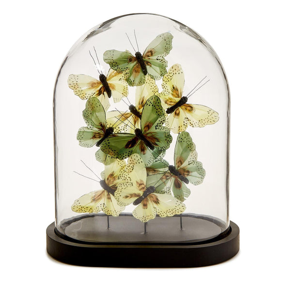 Flora and Fauna Butterflies in Oval Dome