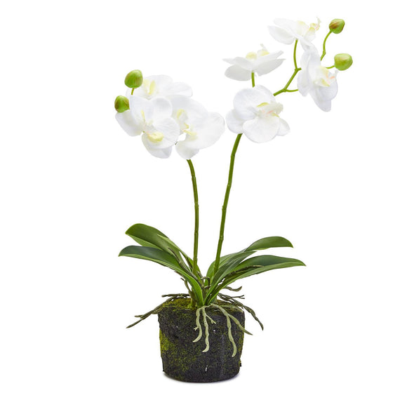 White Butterfly Orchid